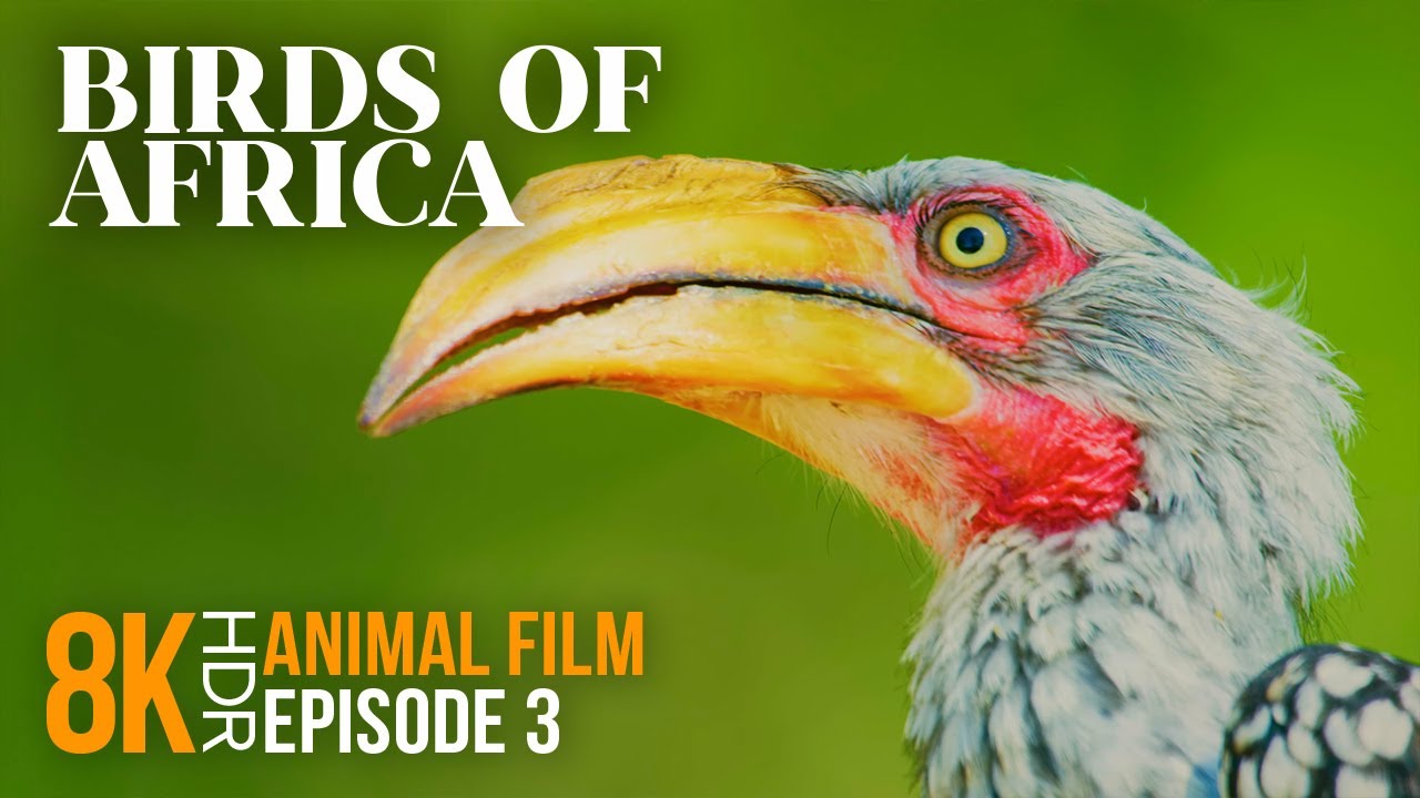 Incredible Birds of South Africa - 8K HDR Wildlife Documentary with Interesting Facts - Episode 3