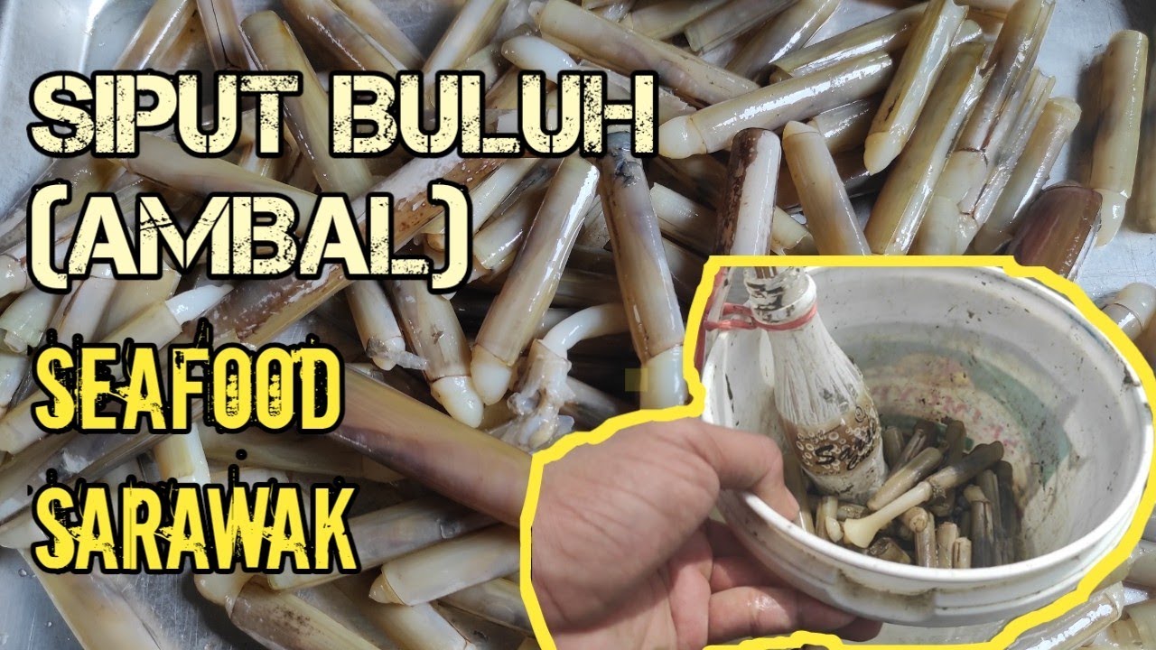 Part 1-Mencari Ambal(siput buluh,pepahat) Razor clams seafood sarawak.