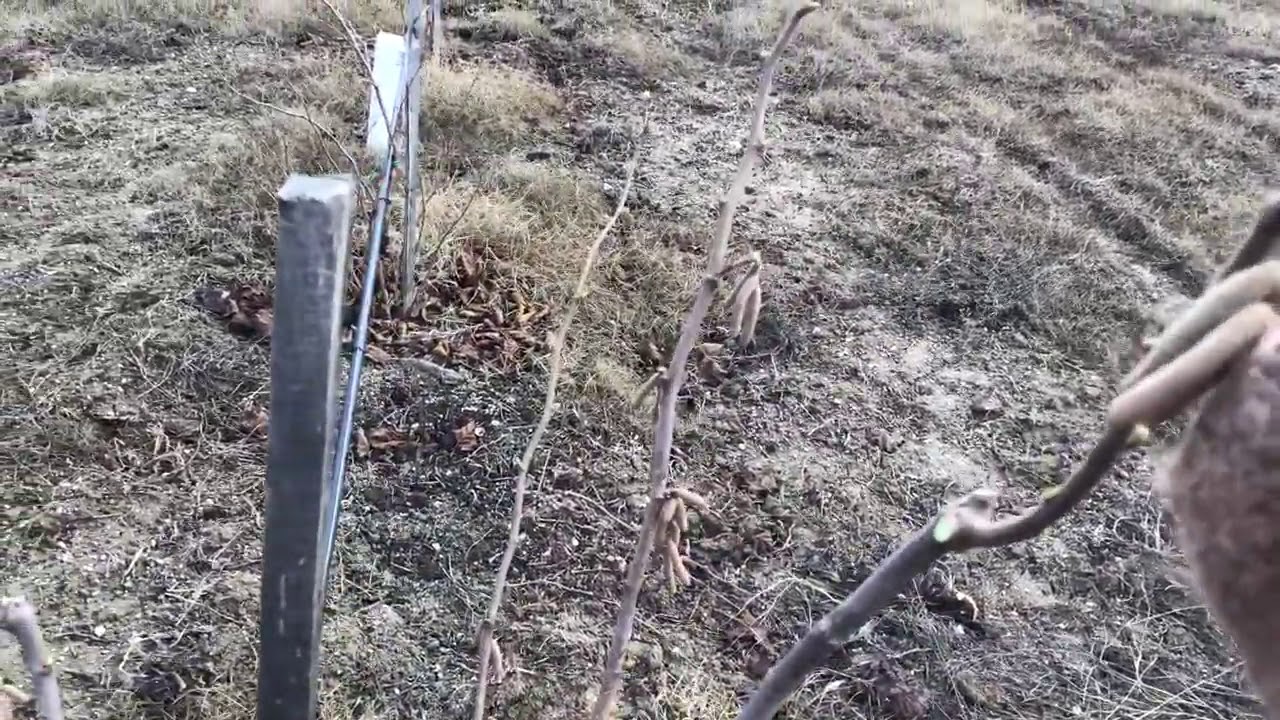 Фундук Трапезунд  формировка и обрезка ,практика от Ильяса Эмирсинова КФХ Ореховод-практик