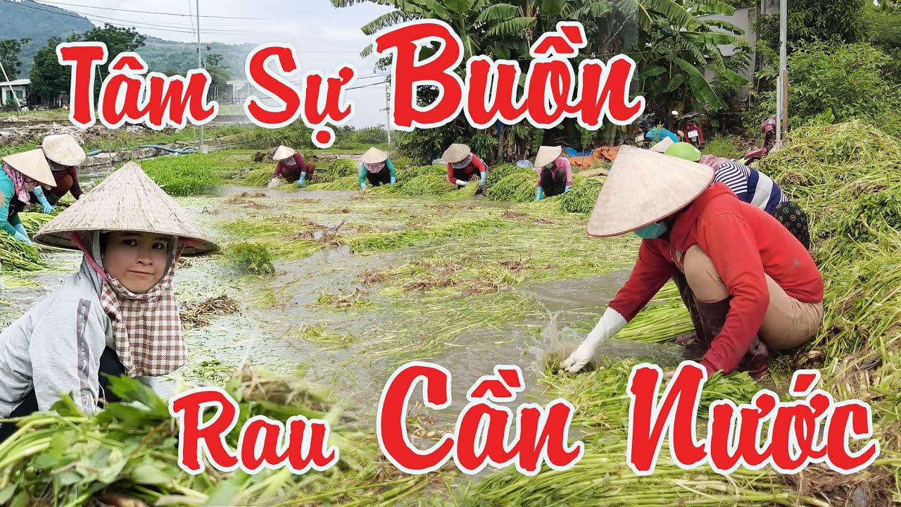 Tâm Sự BUỒN Của Những Người Trồng RAU CẦN NƯỚC mùa C.Vy | Thăm Vựa  Rau Cần Lớn NHẤT GIA KIỆM