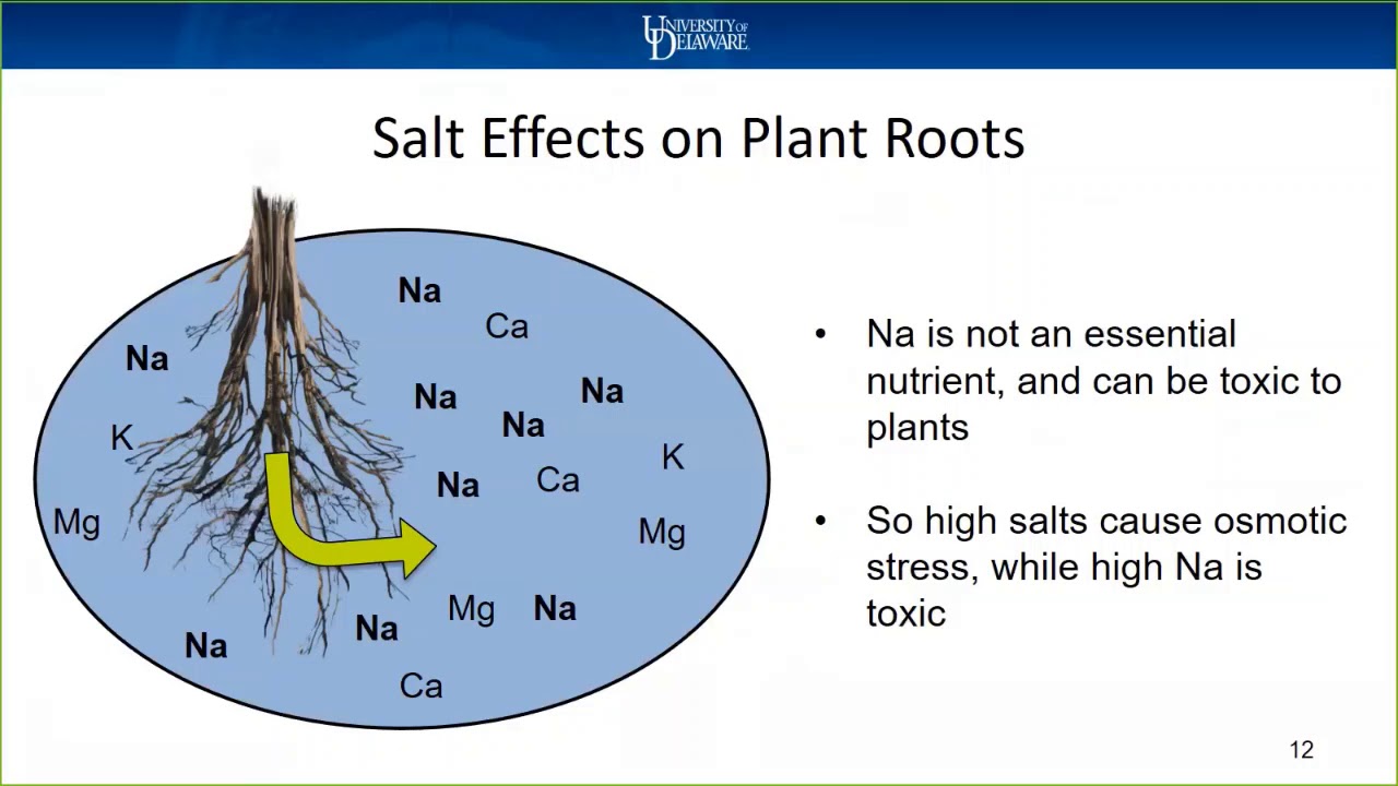 Soils and Salts: From Fertilizer to Tidewater
