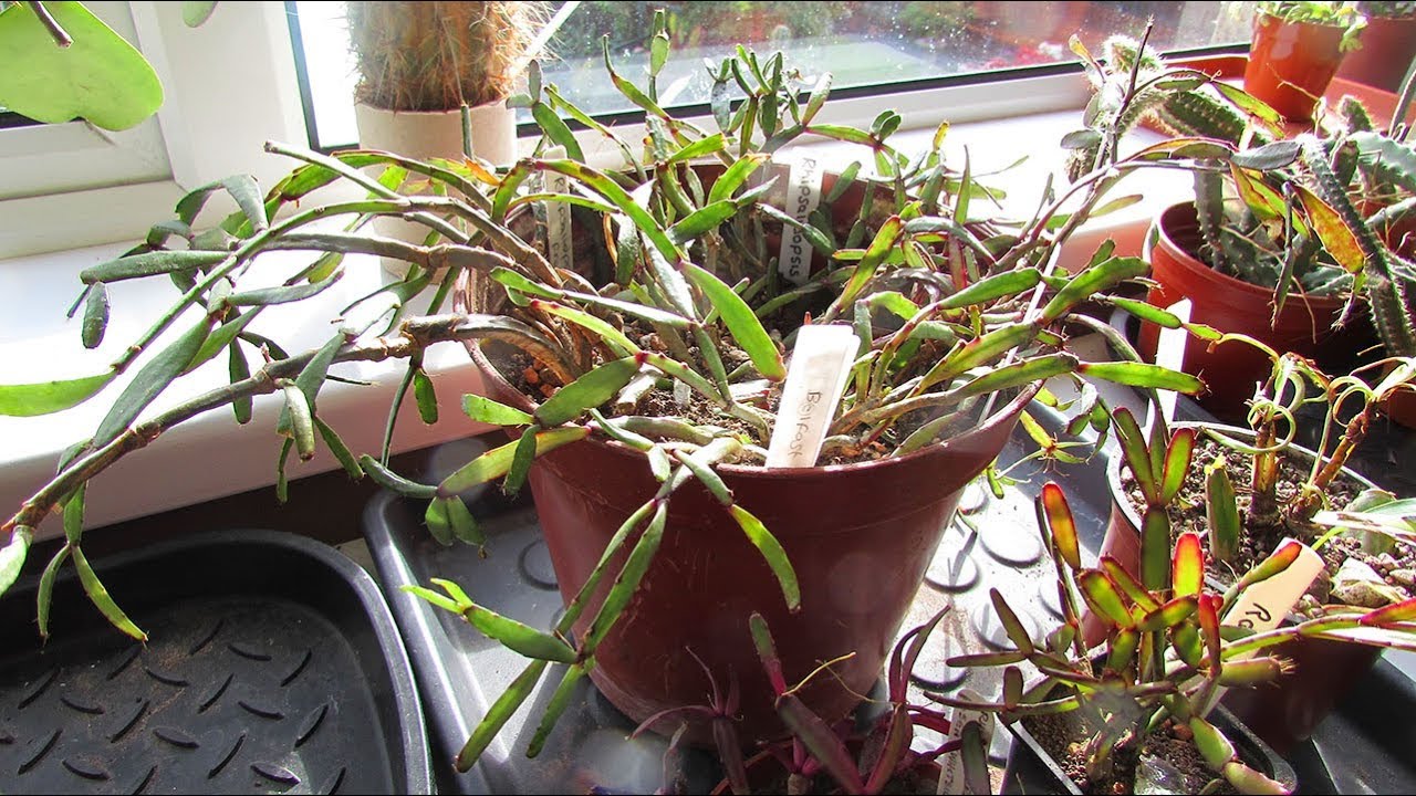 My Rhipsalidopsis rosea - Miniature Easter Cactus Rescue 9 months later -UPDATE