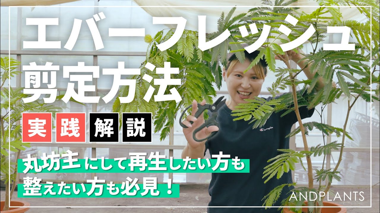 【初心者OK】エバーフレッシュの剪定方法｜傷んだ葉・モサモサ姿もスッキリ！