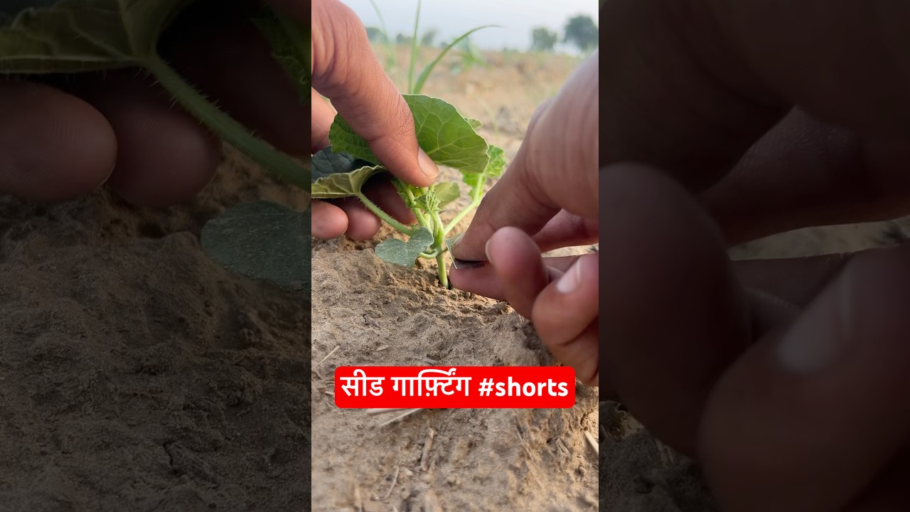 Seeds garfting #shorts