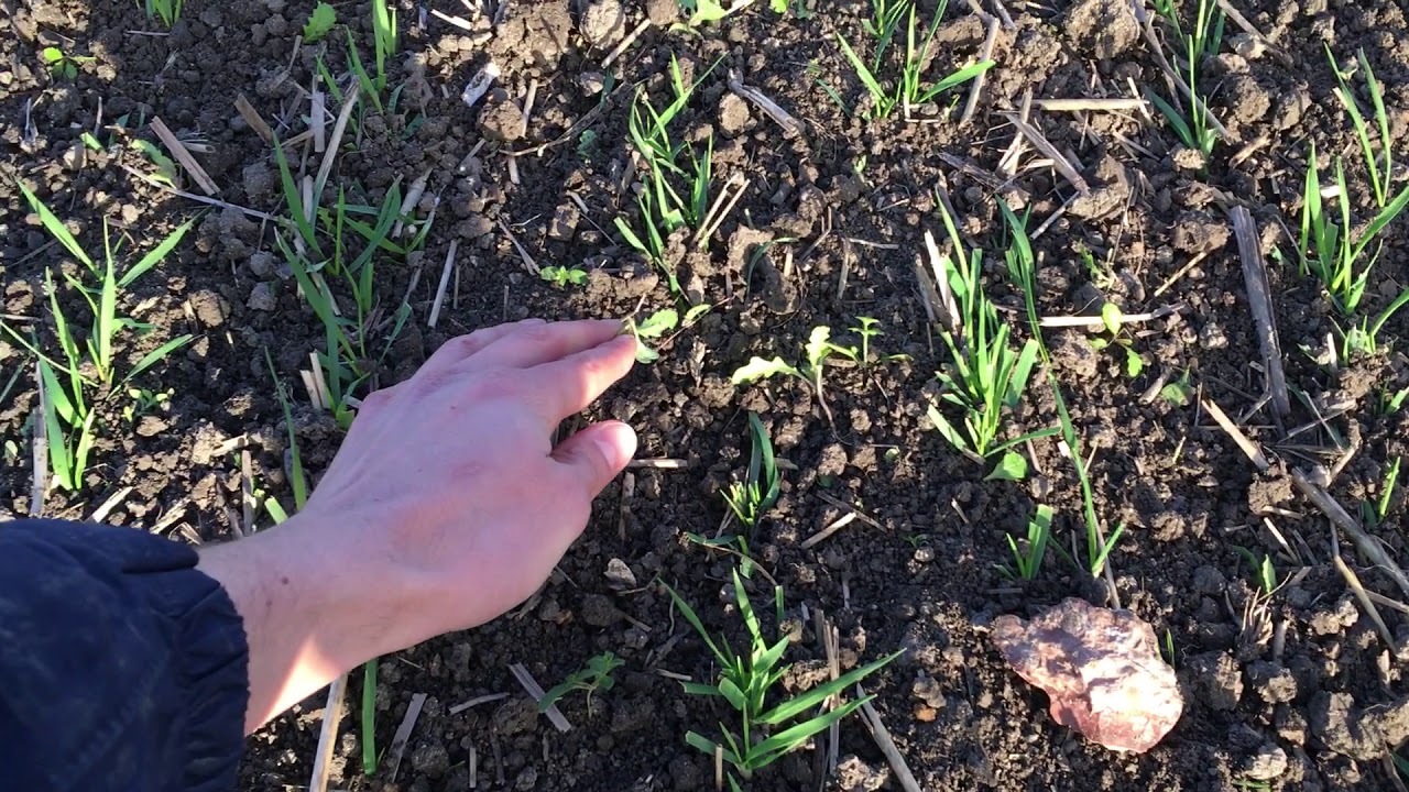 Comb Harrowing - Organic Weed Control at Wimpole Estate