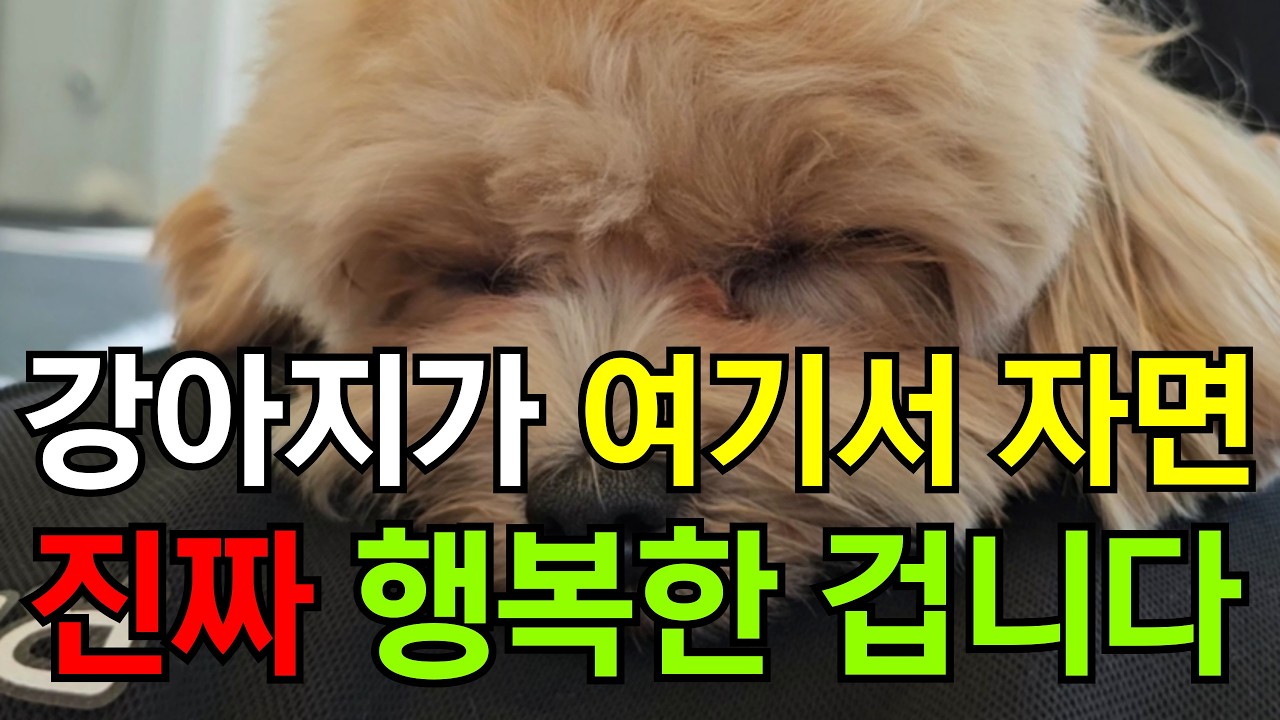 행복한 강아지는 여기서 잡니다 / 잠자는 위치별 숨겨진 의미와 심리