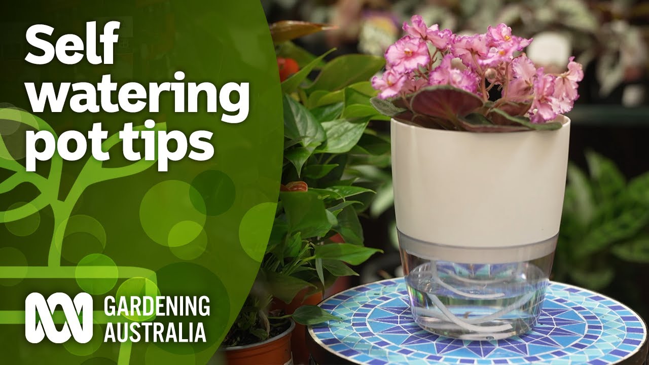 The pros and cons of self-watering pots and how to use them | Indoor Plants | Gardening Australia
