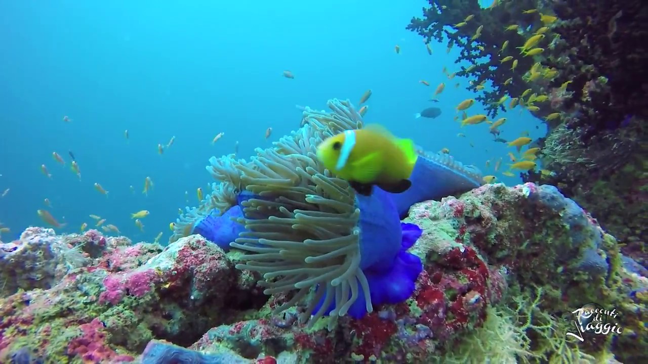 Maldive mante hanifaru racconti di viaggio
