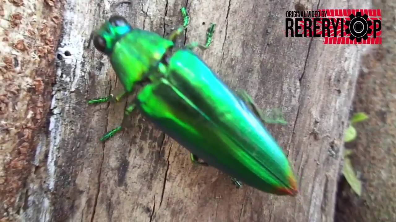 Amazing...!  Jewel Beetle search the hole for laying an egg