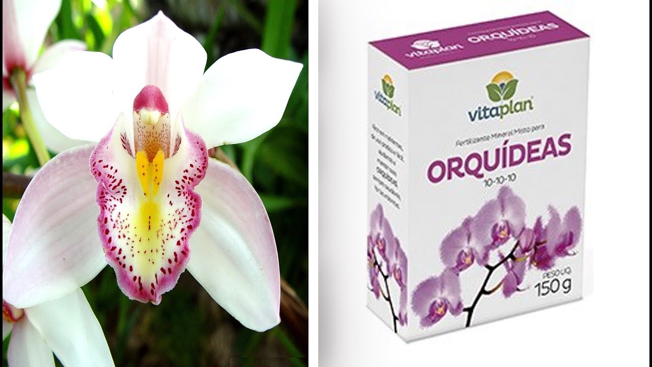 ORQUÍDEA COM NPK? USAR OU NÃO USAR? DICAS MARAVILHOSAS!