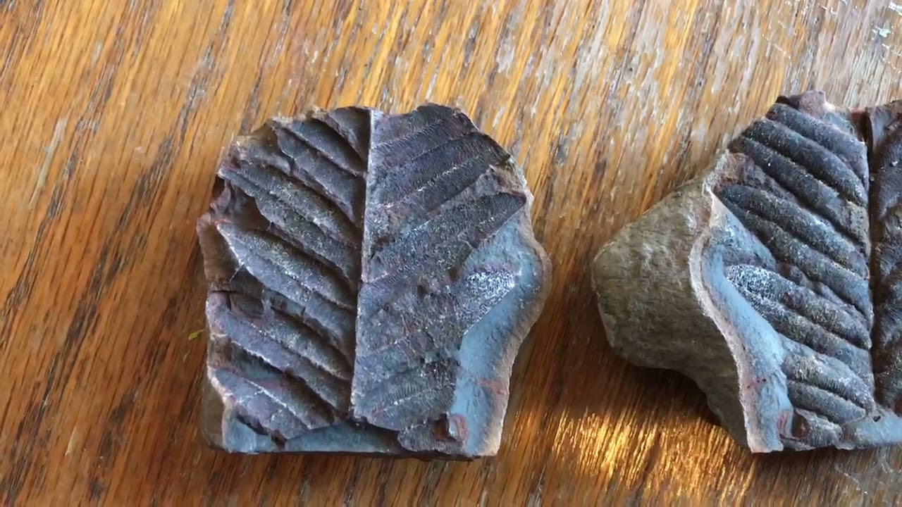 Fossil Fridays: Ep. 32 - Paleobotany
