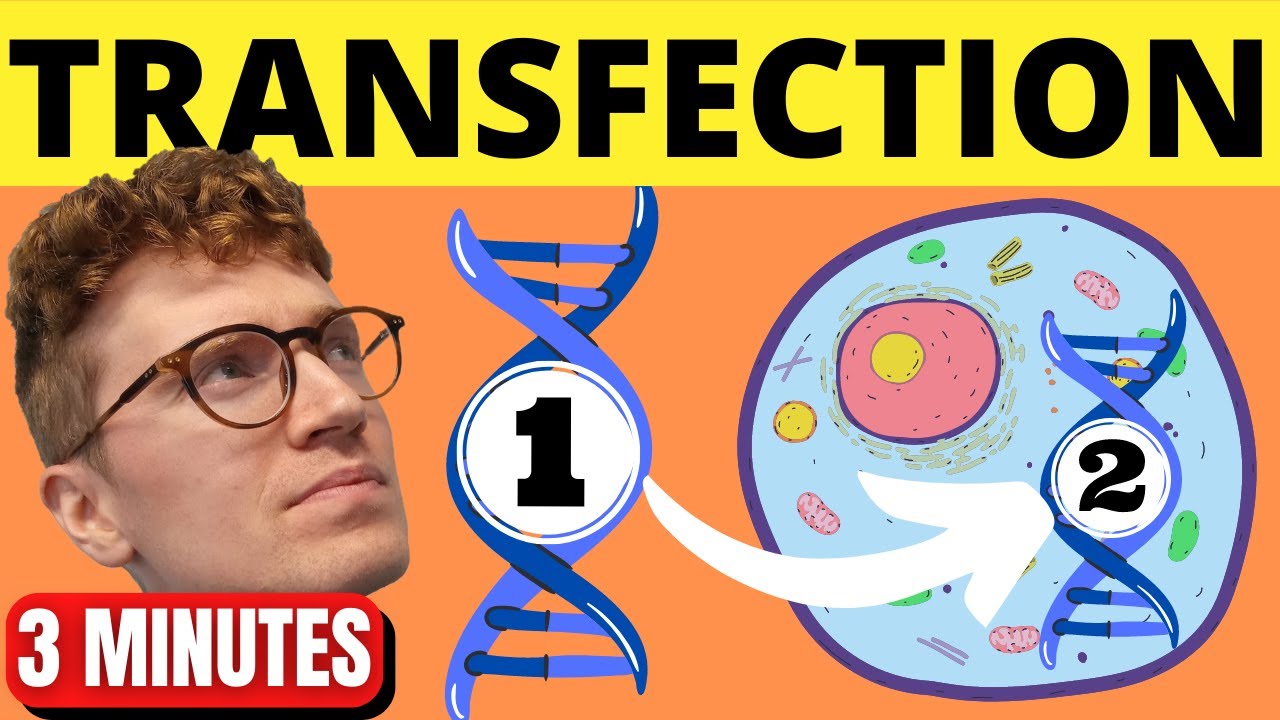 QUICKLY Understand Transfection