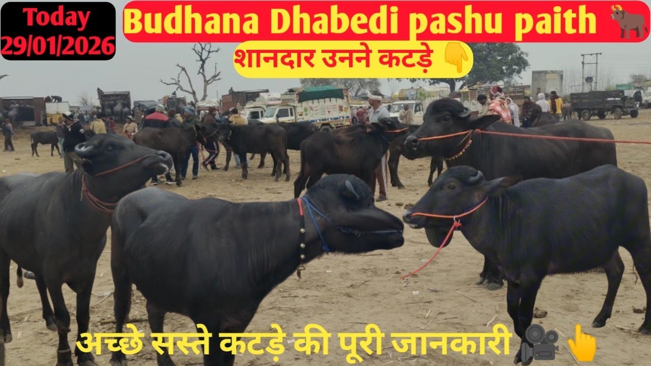 शानदार शानदार उनने कटड़े Dhabedi pashu paithपूरी जानकारी के लिए वीडियो को पूरा देखे 📹👆