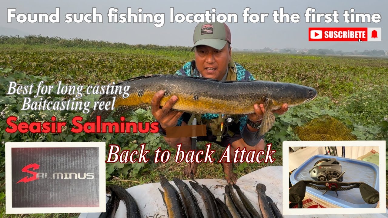 New fishing spot for snakehead fish 🎣 Best for long casting Seasir salminus baitcasting reel