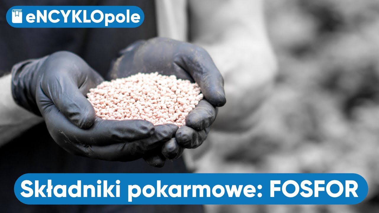 Nawożenie FOSFOREM. Poznajemy składniki pokarmowe.