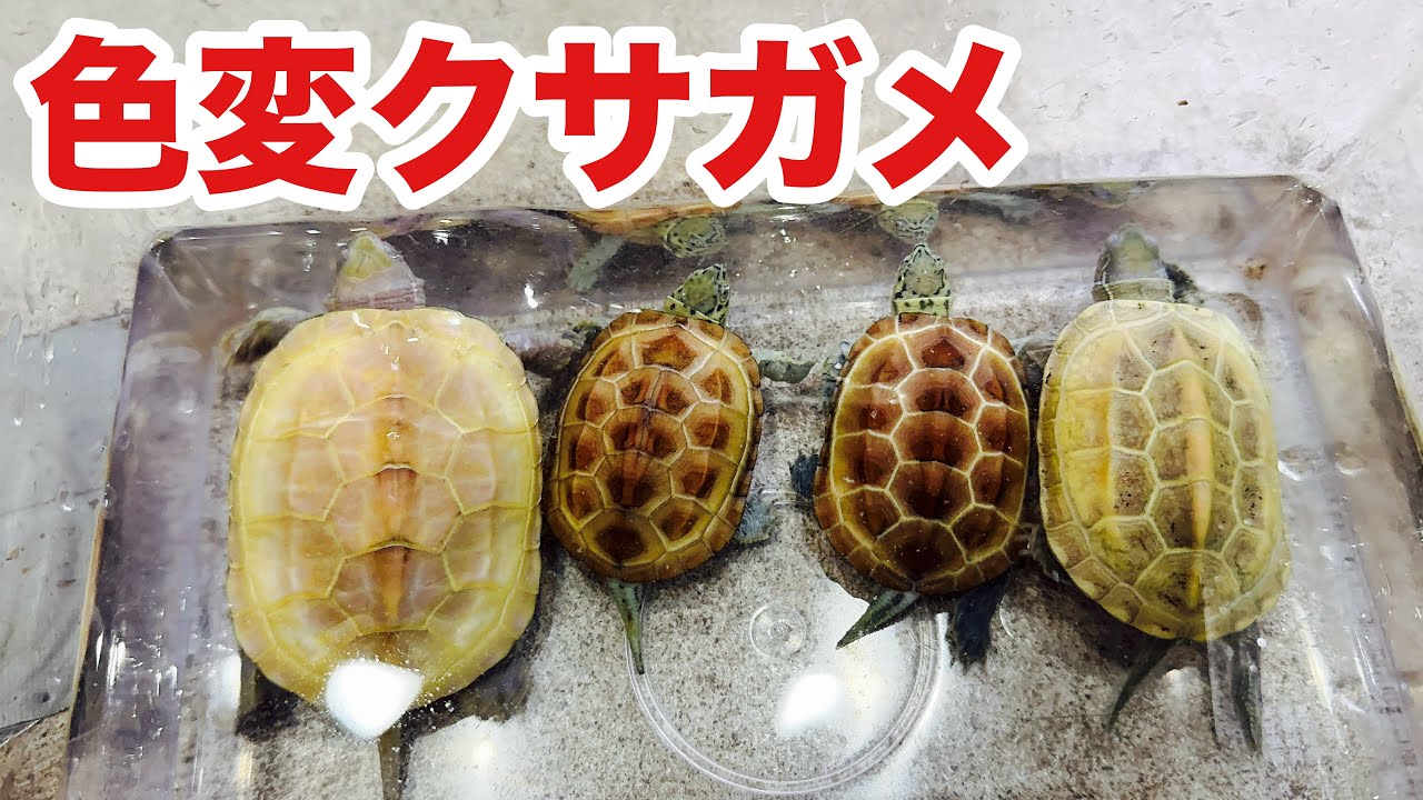個性が楽しい！飼育している色変クサガメの紹介！