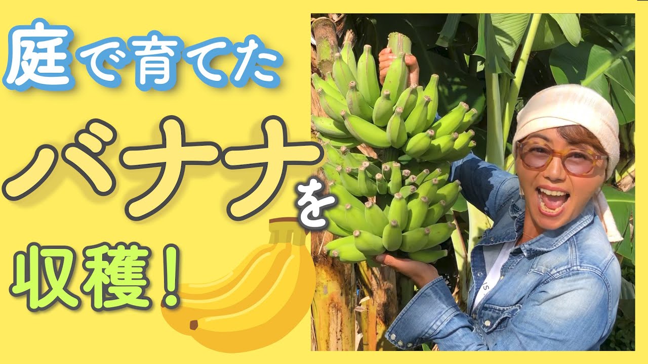 【庭で育てたバナナを収穫！】自分で育てたバナナでスムージーを作るよ！