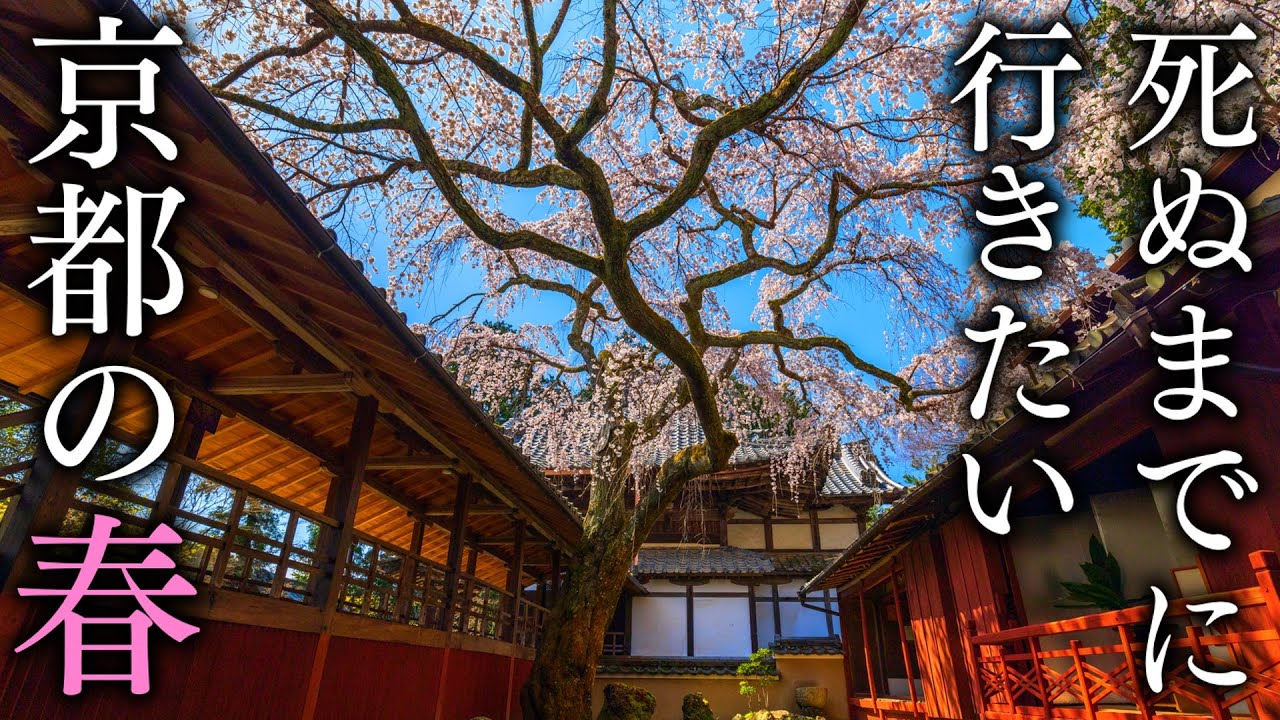 春に行きたい京都の絶景スポット10選 - Japan in 8K
