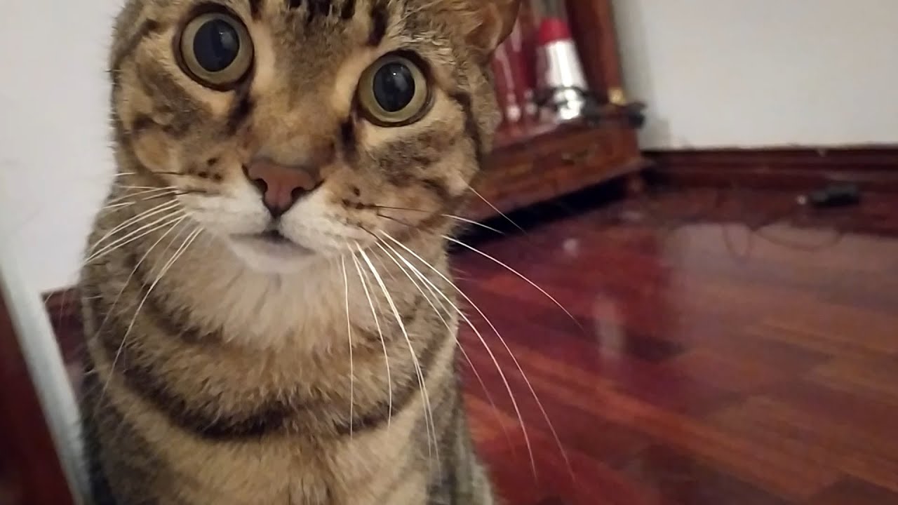 Telling my cat 