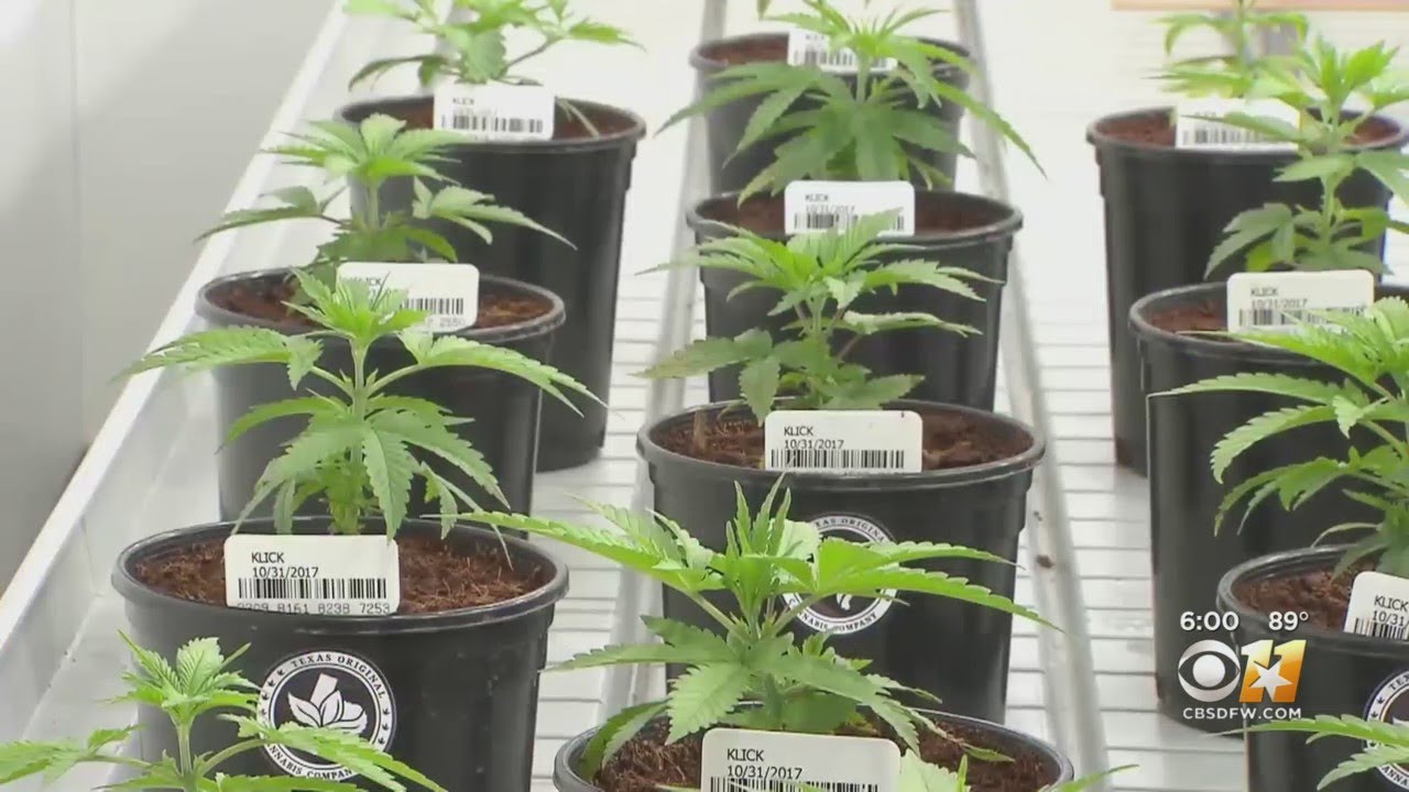 Texas Senate Votes To Expand Medical Marijuana Program