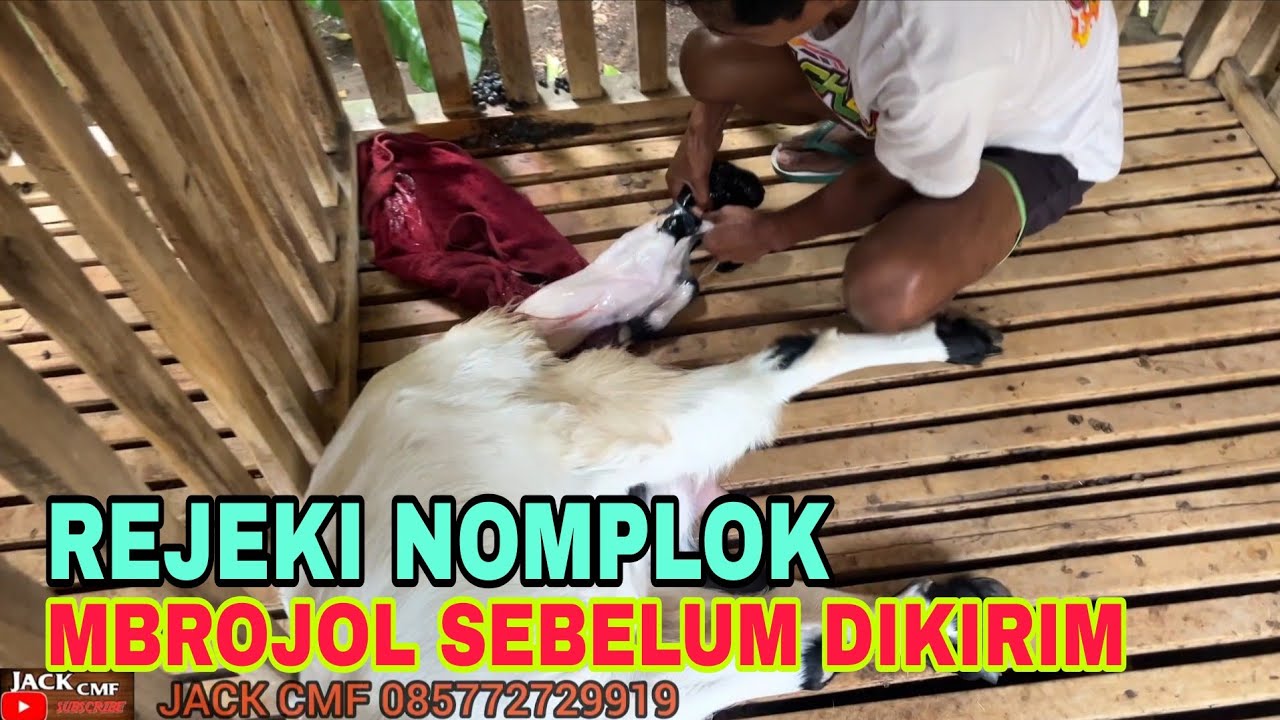 MBROJOL SEBELUM DIKIRIM.PEMBELI KE TIBAN REJEKI