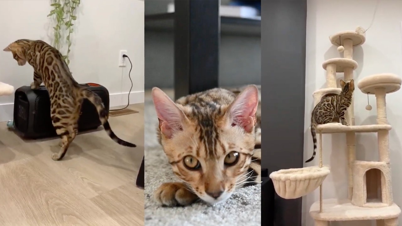🔴LIVE Bengal kitten Balu | Fast, Vocal, and Totally Unstoppable 🐾