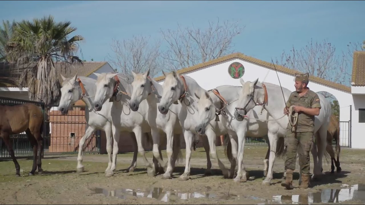 TODOCABALLO Capítulo 121: Centro Militar de Cría Caballar de Jerez de la Frontera