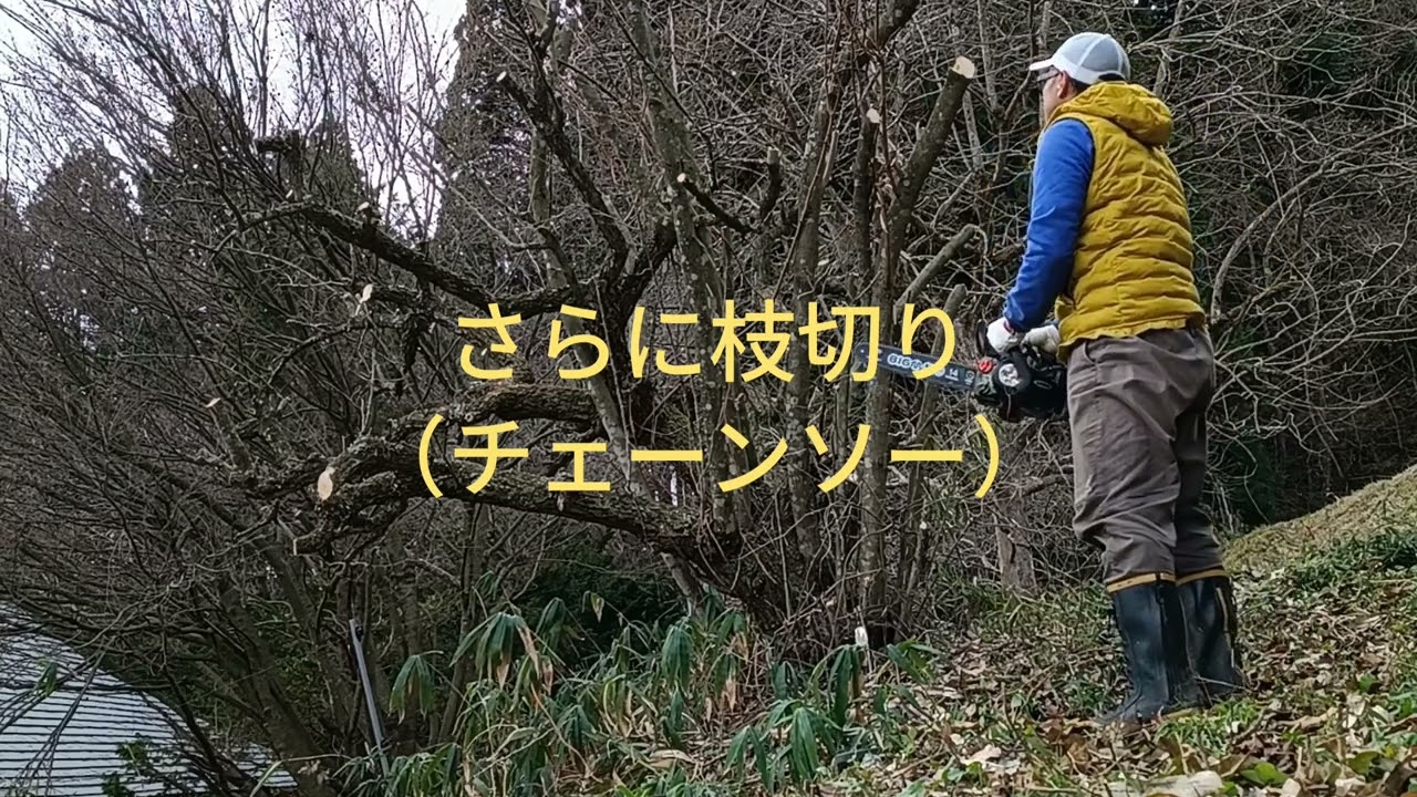 【農業なう2025】冬支度〜チャゴミの枝切り〜
