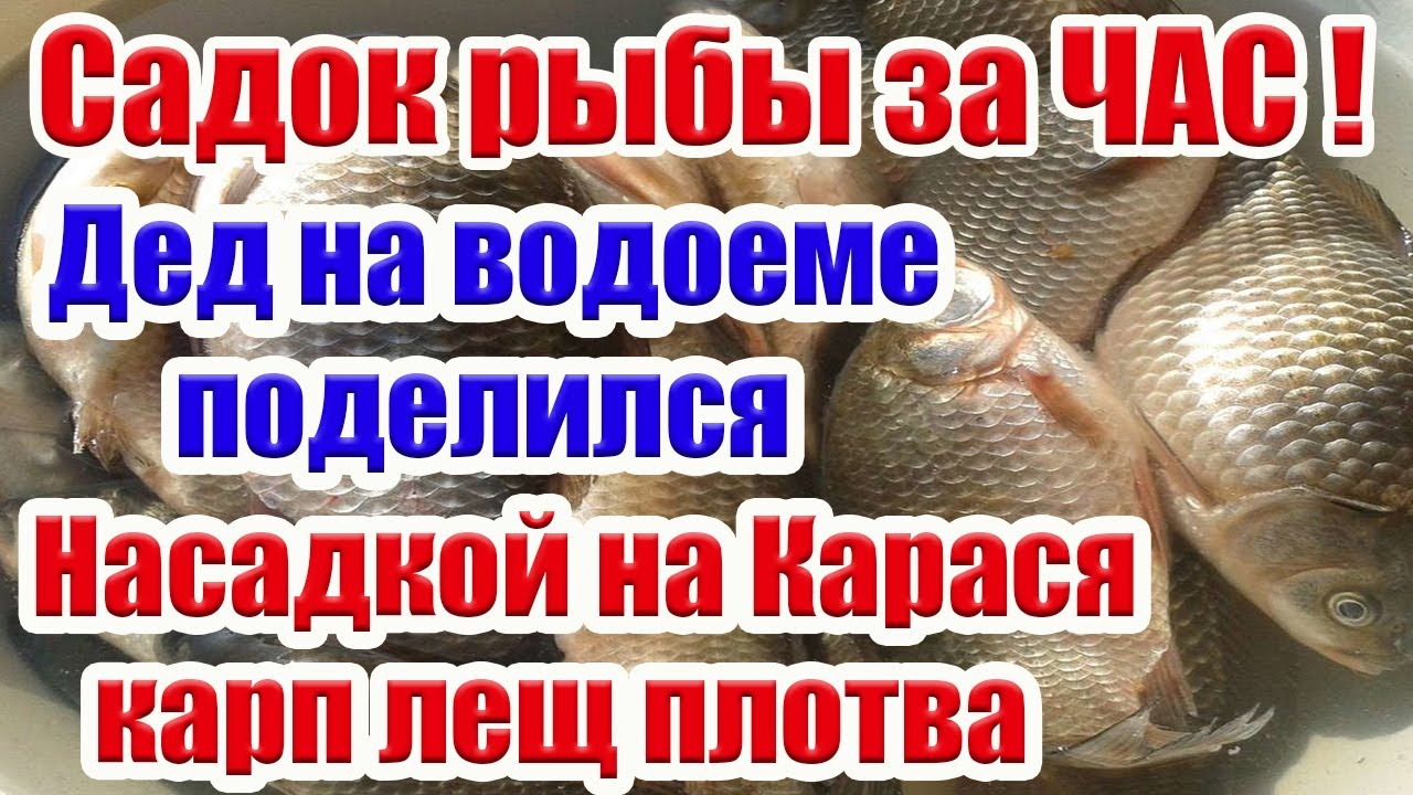 КАРАСЬ ПРЁТ КАК ДУРНОЙ ! Насадка на Карась Карп Лещ Супер Рыболовная насадка для карася