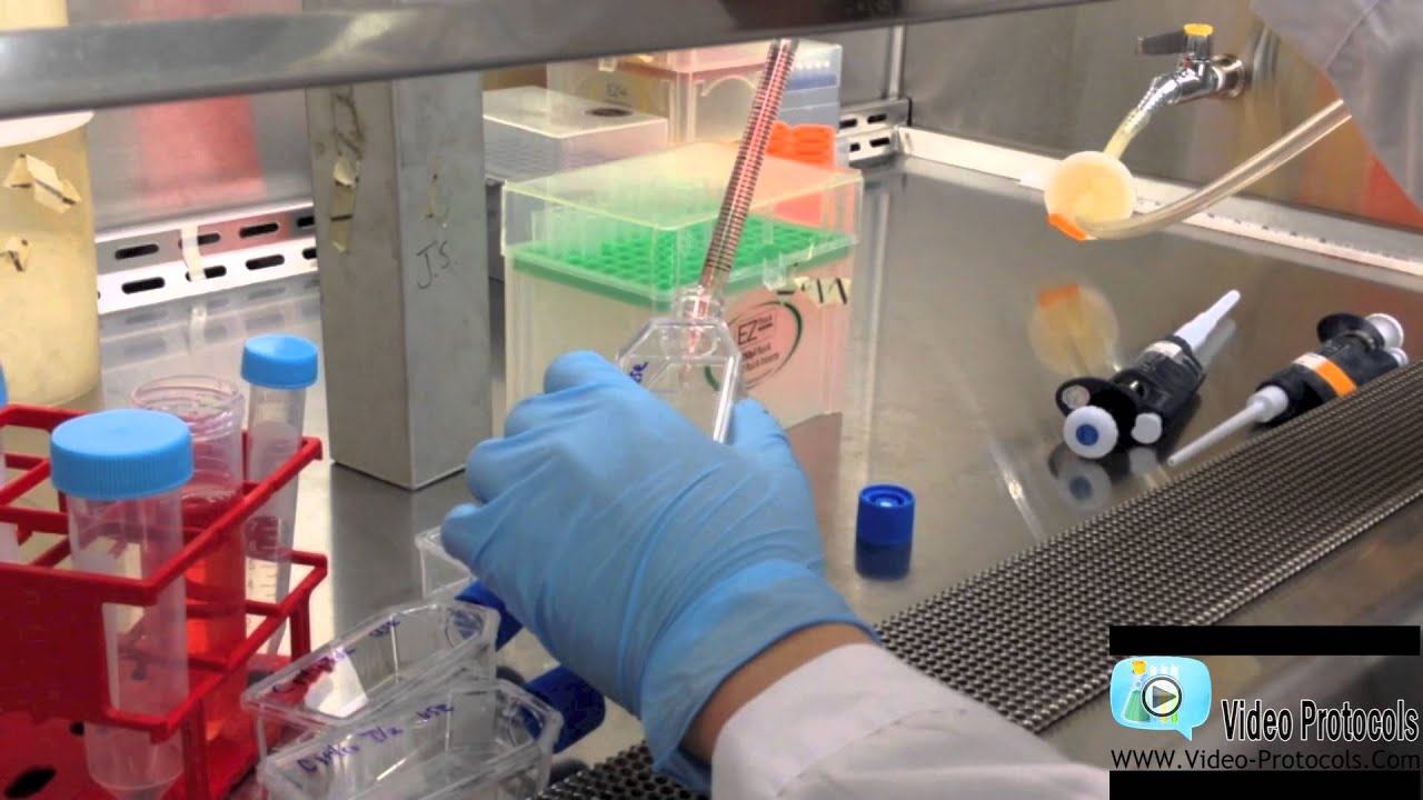 How to Split Cells
