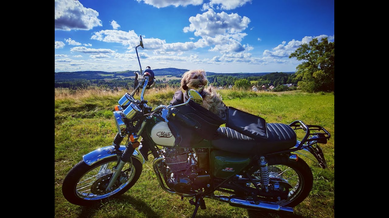 Motorradfahrende Hunde, die coolsten Hunde der Welt