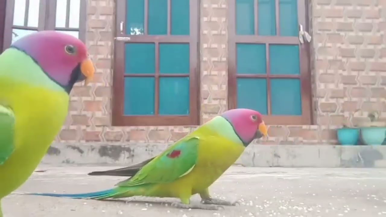 #parrot 