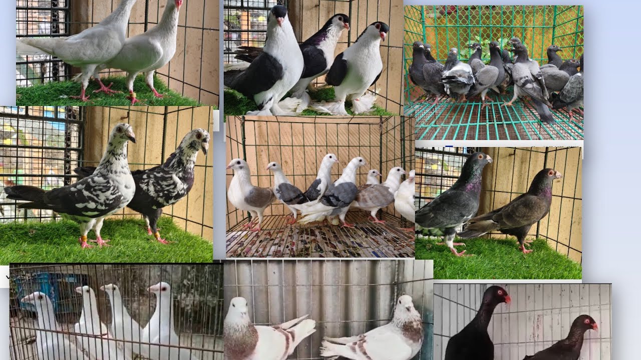🕊️🇮🇳🕊️ FANCY N HOMAR PIGEON SALE IN INDIA🕊️🇮🇳🕊️ near KOLKATA, West Bengal 🕊️🇮🇳🕊️