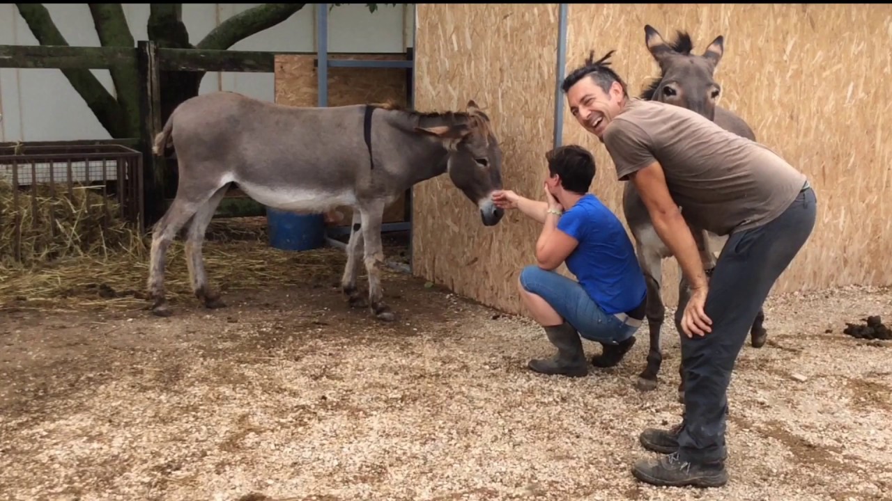 Pareggio di asino che calcia / Trimming a kicking donkey  - Daniele Corsi