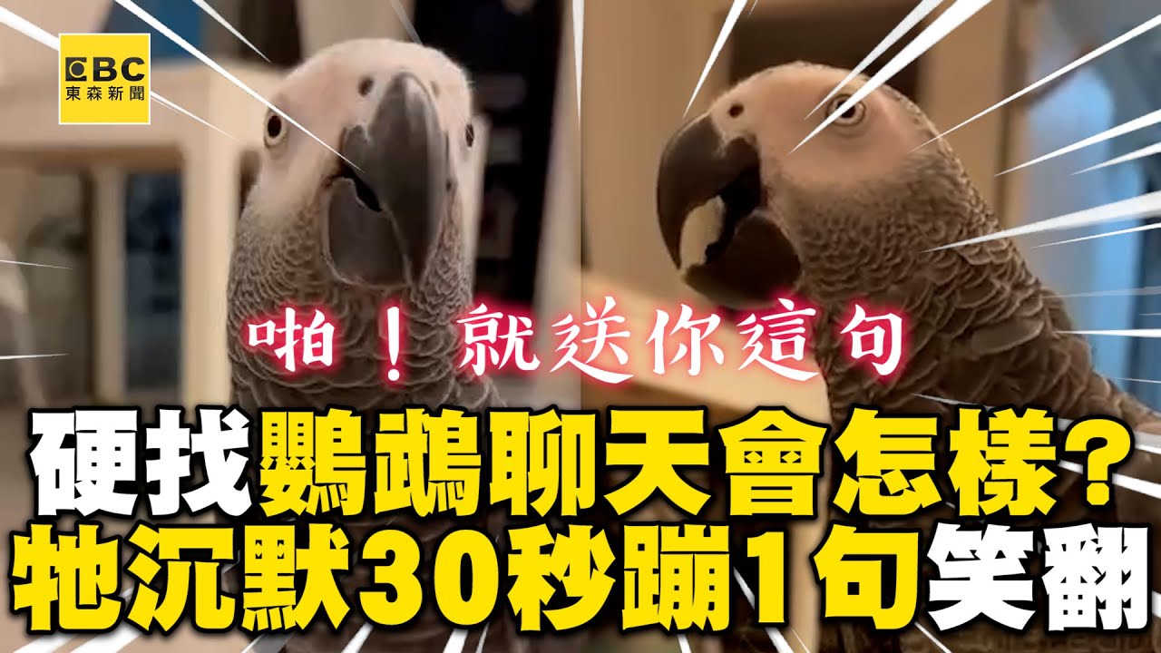 硬找鸚鵡聊天會怎樣？牠沉默30秒蹦這句網笑翻 @cosmosviral @twistedbirds