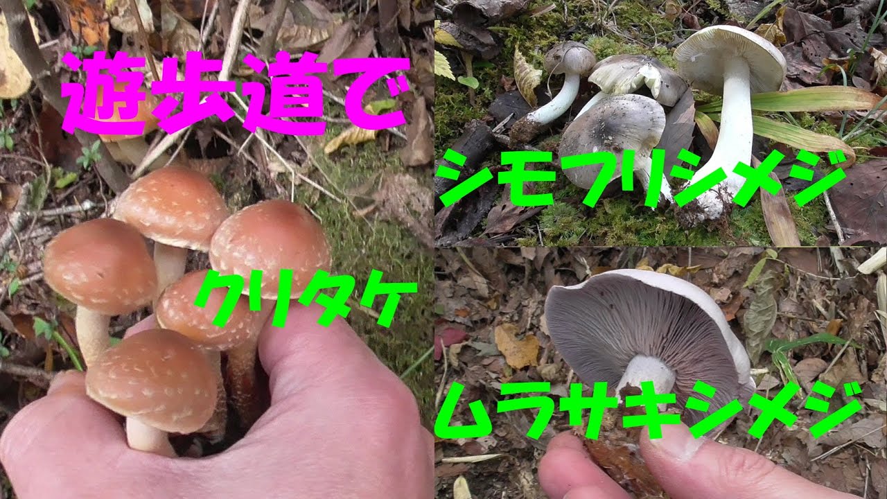 【きのこ狩り】晩秋の遊歩道をのんびり歩くと美味しいきのこが採れる