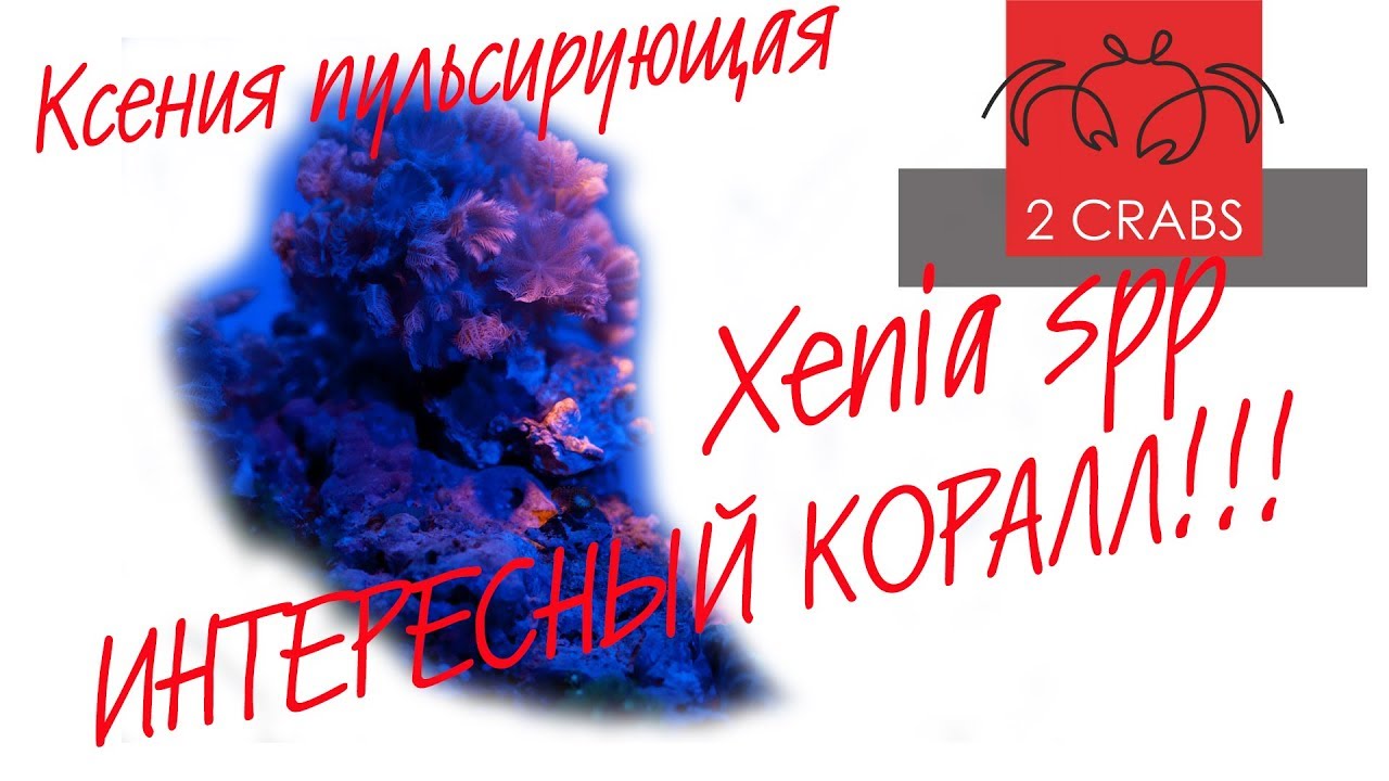 Интересный коралл. Ксения пульсирующая. Xenia spp.