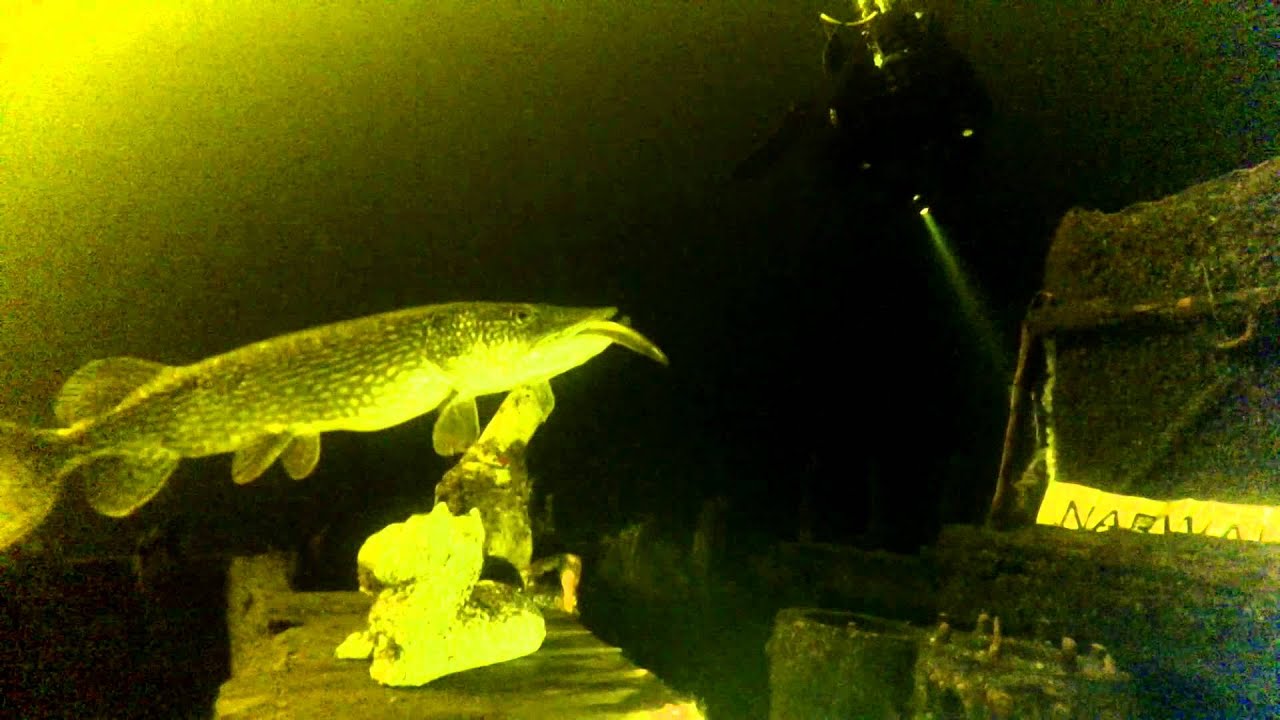 snoek eet paling