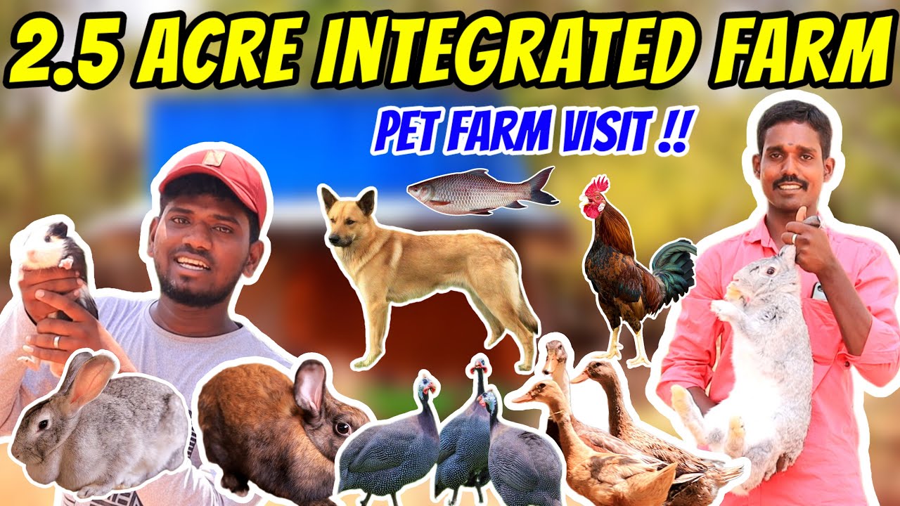 💥 2.5 ஏக்கரில் சூப்பரான  Pet Farm Setup | AVP Integrated Farm |