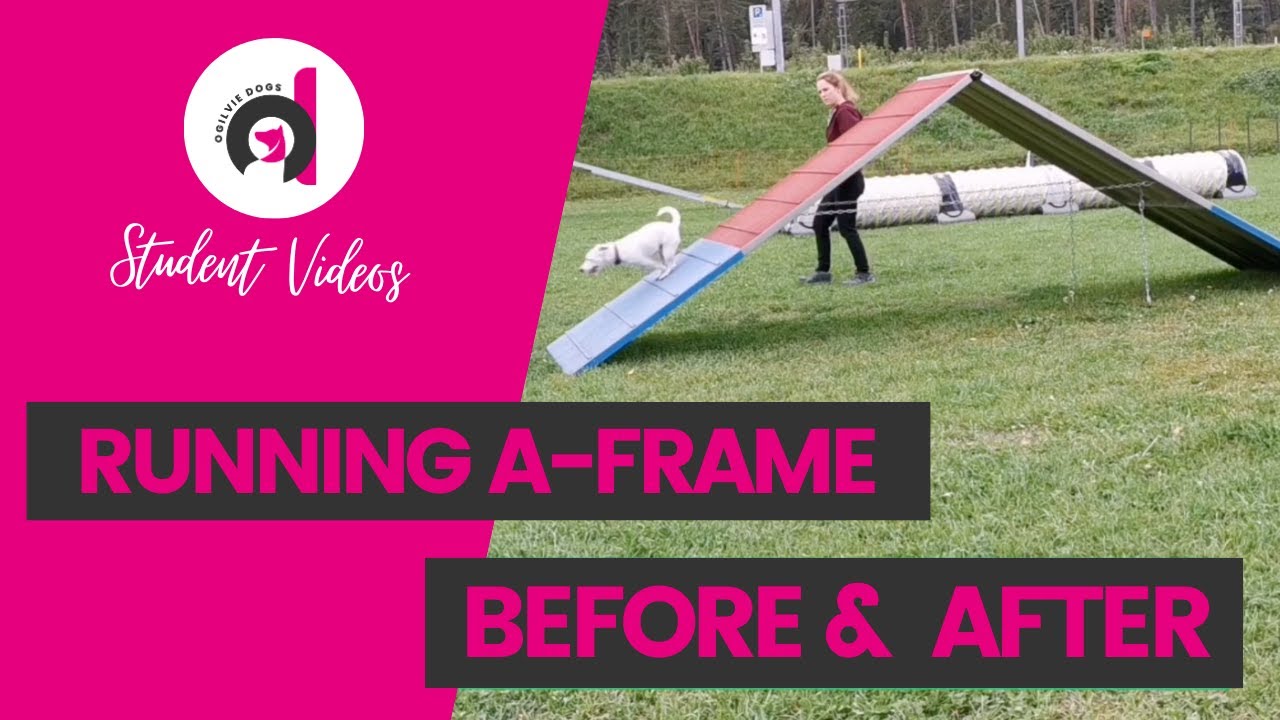 RELIABLE RUNNING A-FRAME: Marita's dog agility running A-frame course, running contacts solved!