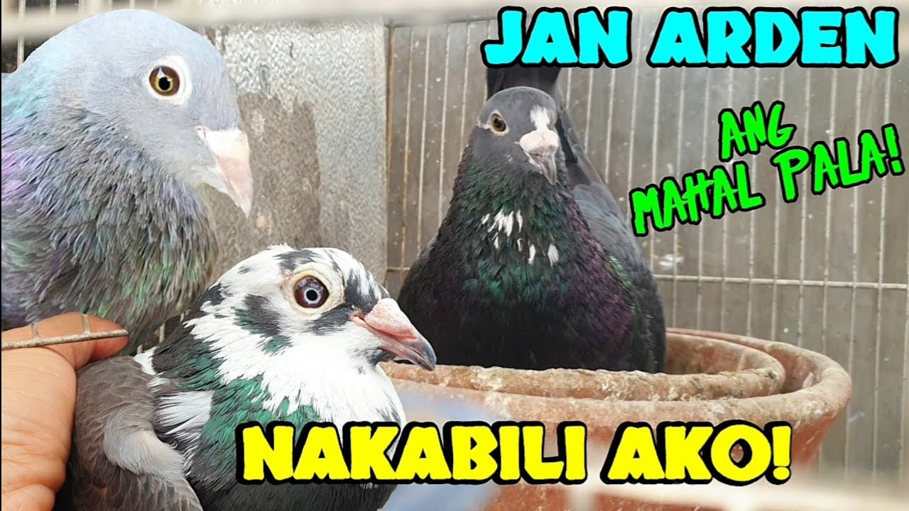 PURE JAN ARDEN ang mahal pala!😅