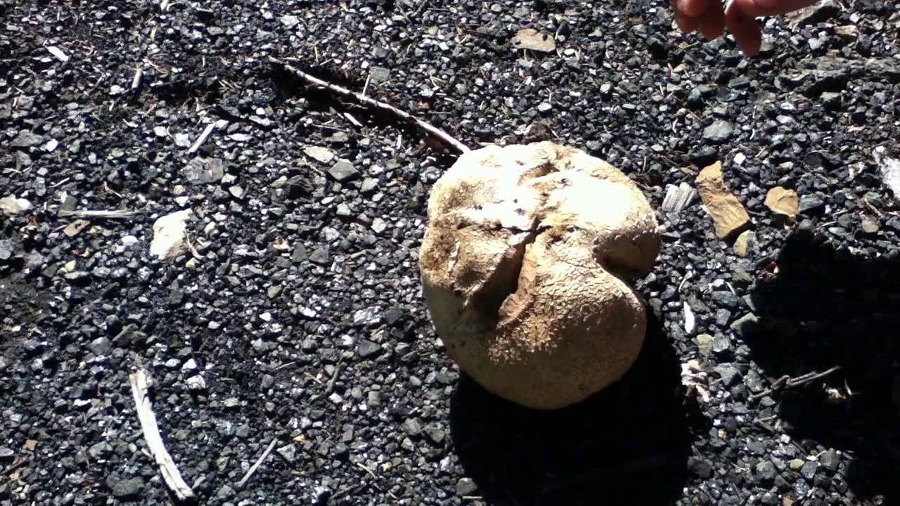 Metal Mushroom spore EXPLOSION