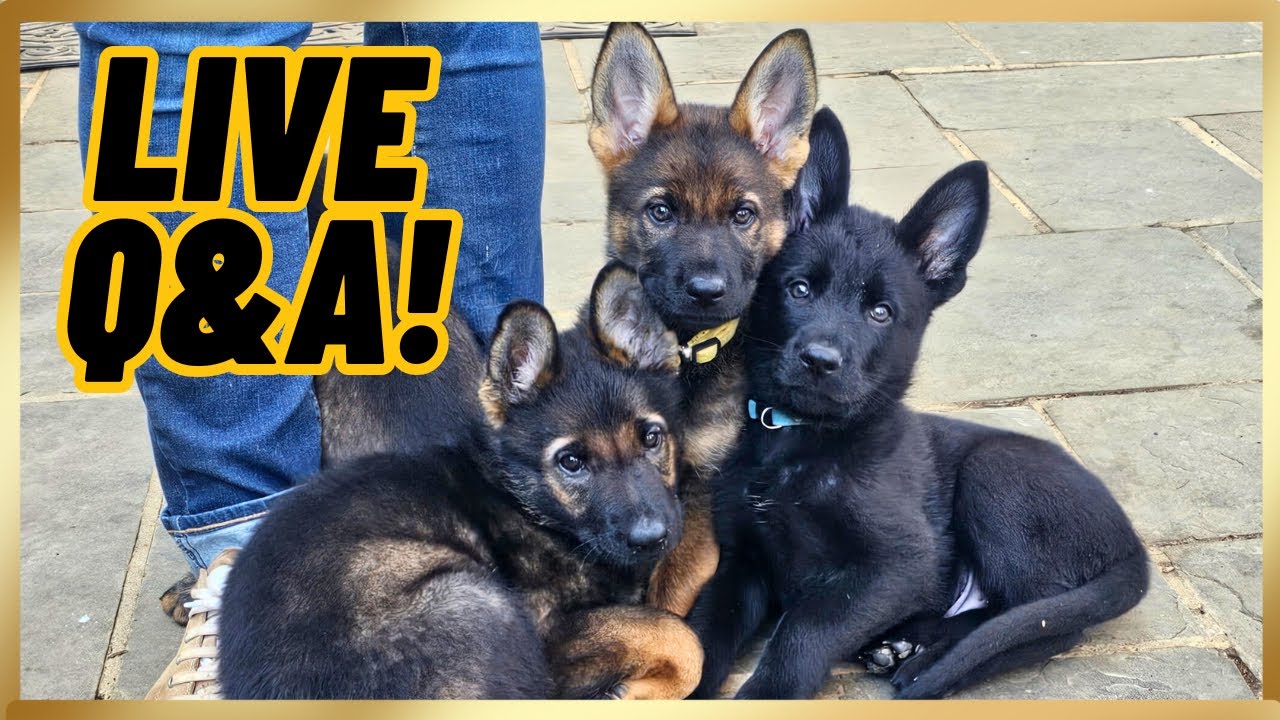 LIVE Q&A + How To Evaluate A Puppy’s GENETICS!