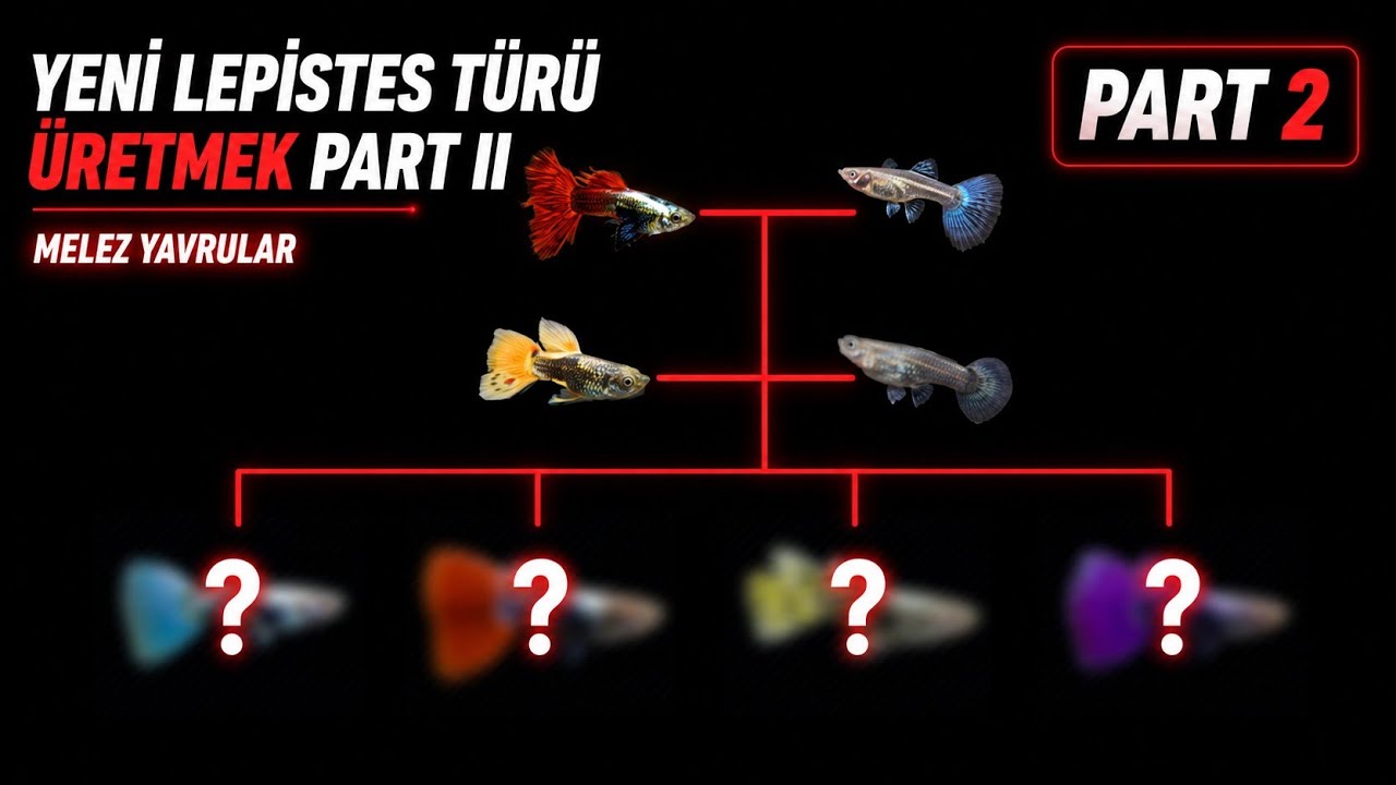 YENİ LEPİSTES TÜRÜ ÜRETMEK PART II - MELEZ YAVRULAR