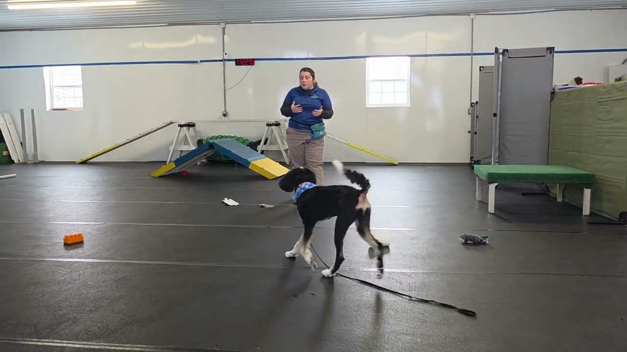 Poppy the Bernedoodle | Board & Train Week 2 | Good Toy vs Bad Toy Training | Best Paw Forward