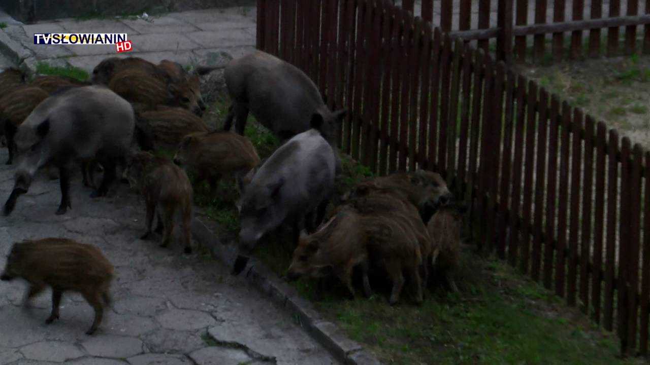 Dziki opanowały  plac zabaw w Świnoujściu !