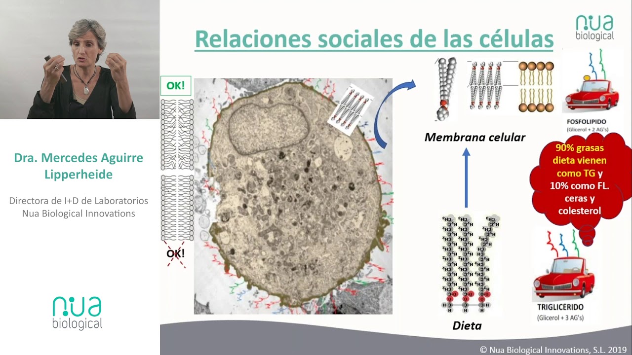 DHA y EPA  Beneficios y recomendaciones de los principales omega-3 marinos