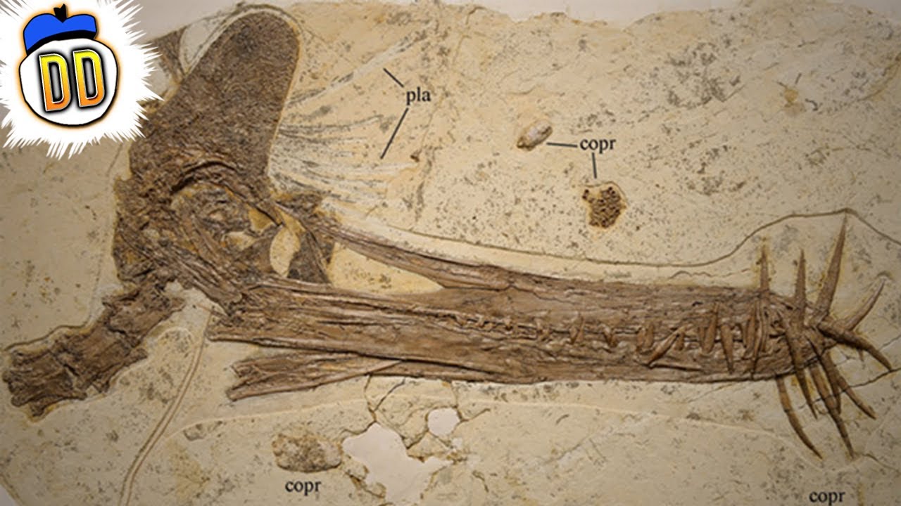 15 Unbelievable Fossil Discoveries