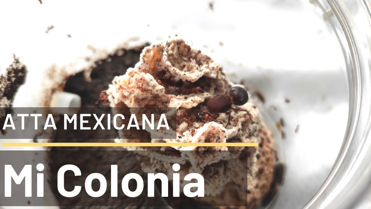 colonia de Atta Mexicana