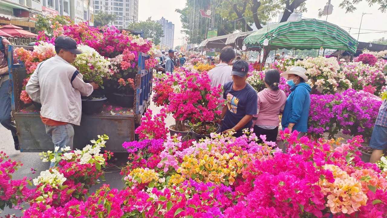 SÀI GÒN HOA GIẤY 80K/chậu người mua đua nhau trở về Dân buôn trúng đậm ngày 22 tết BẾN BÌNH ĐÔNG